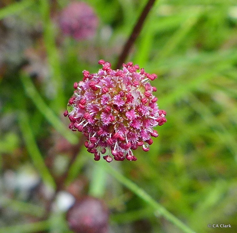 Acaena saccaticupula photo 2