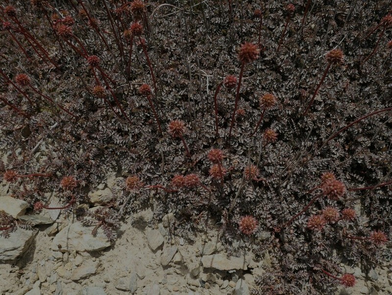 Acaena saccaticupula photo 4