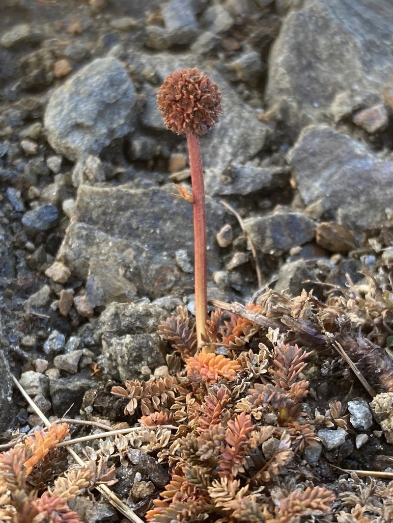 Acaena saccaticupula photo 6