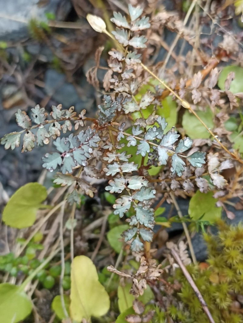 Acaena saccaticupula photo 8