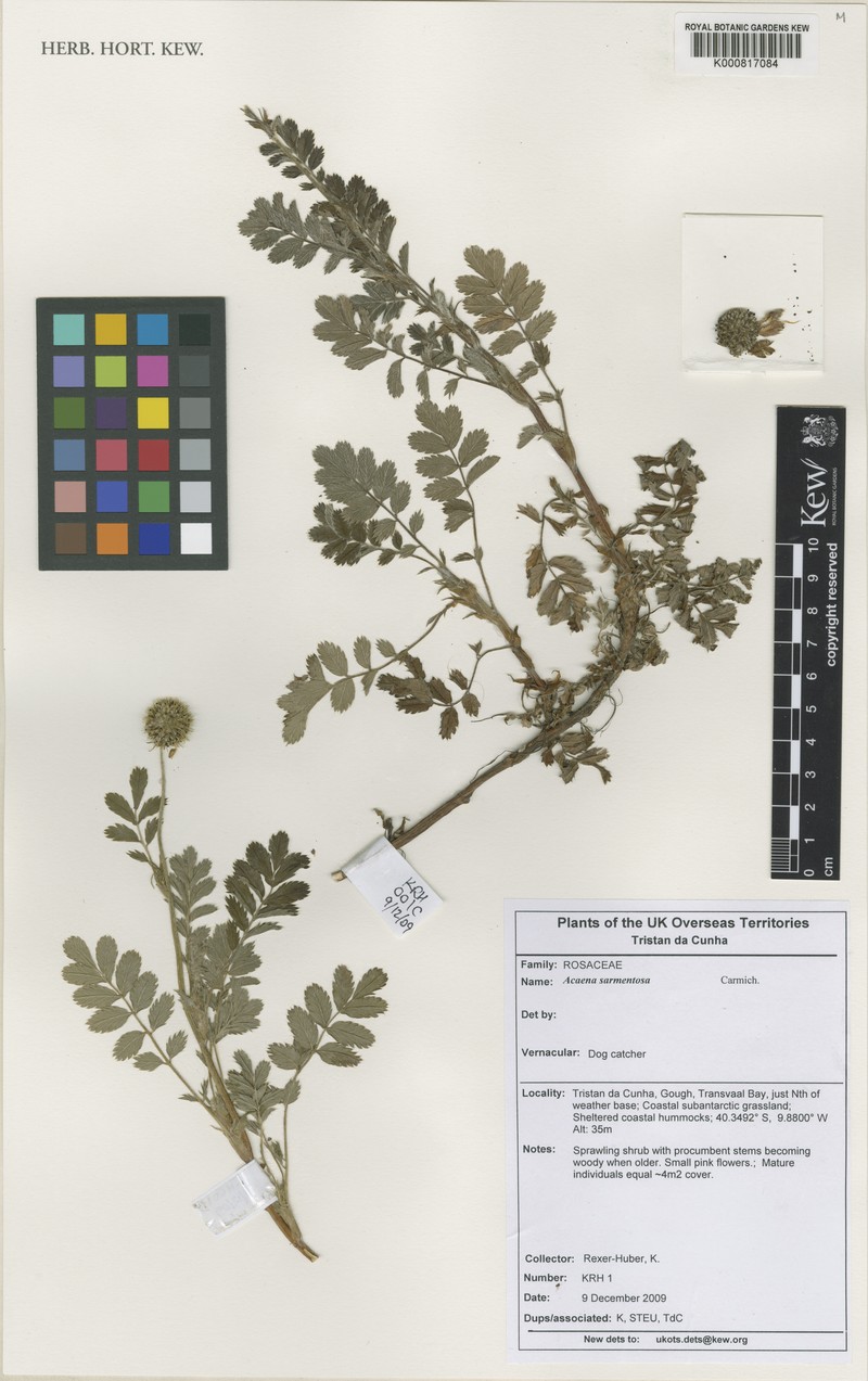 Acaena sarmentosa