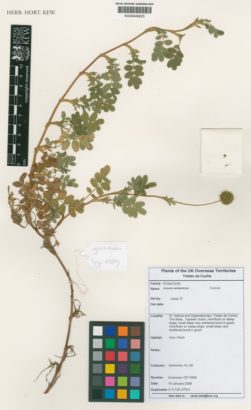 Acaena sarmentosa photo 2