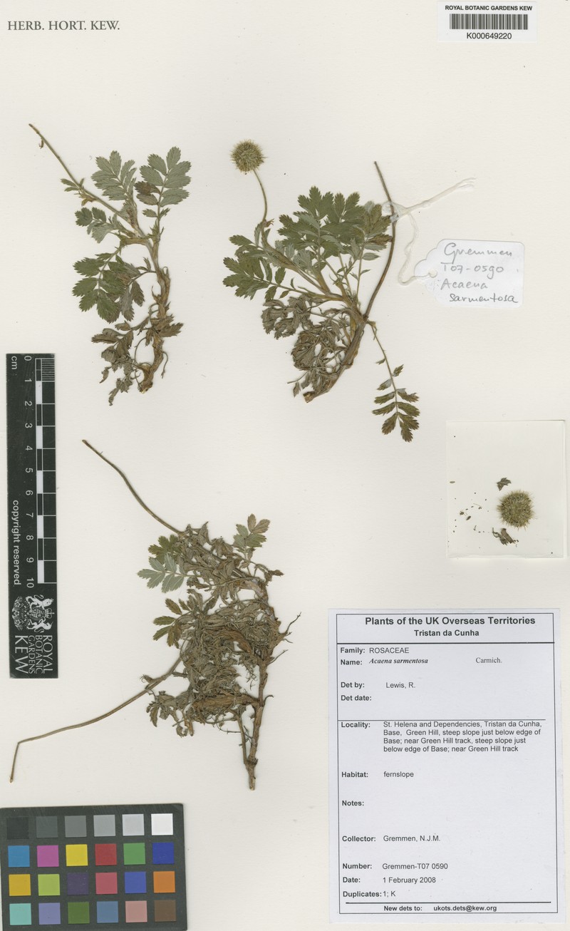 Acaena sarmentosa photo 3