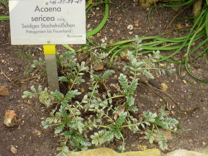 Acaena sericea