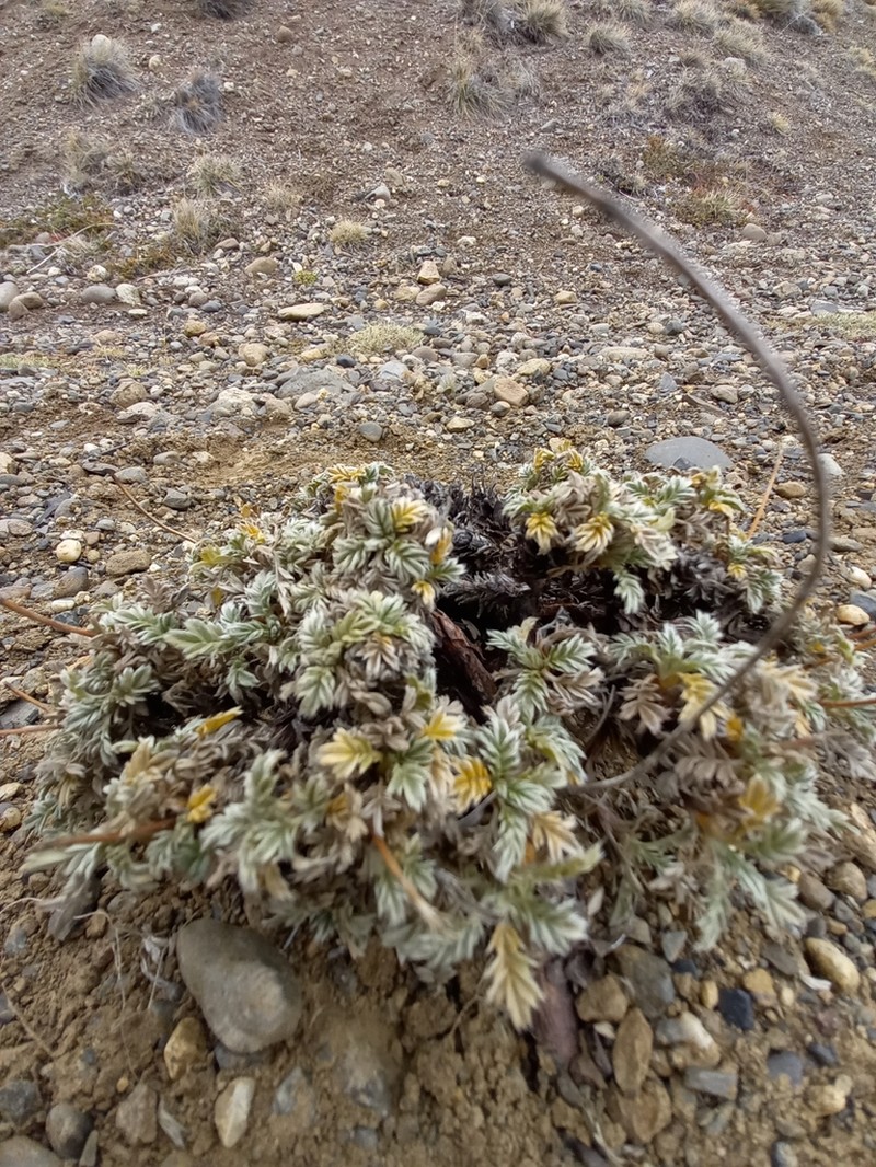 Acaena sericea photo 2