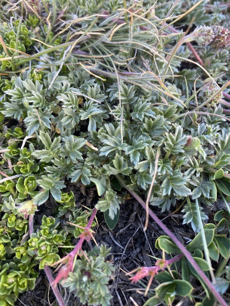 Acaena sericea photo 3