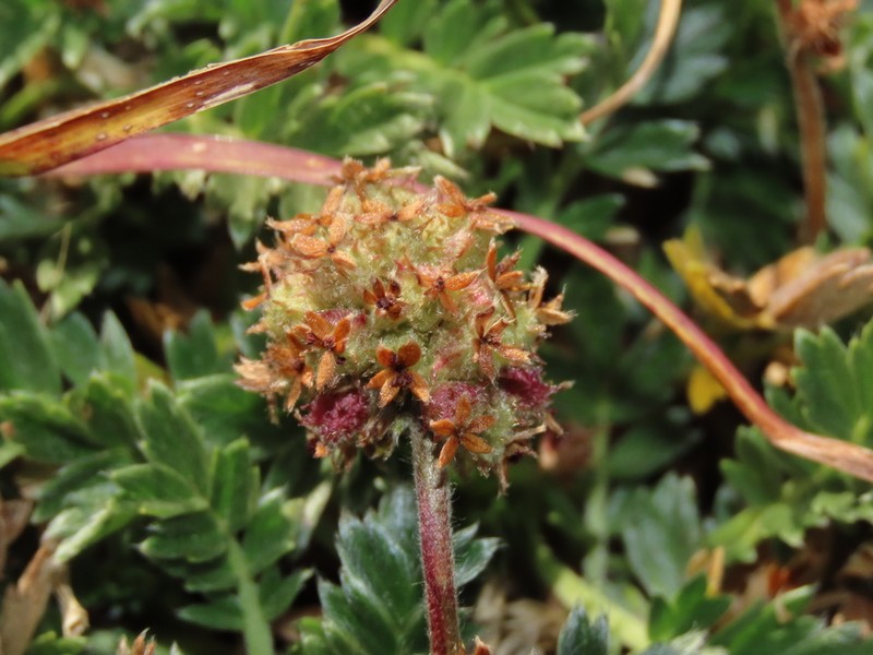 Acaena sericea photo 4