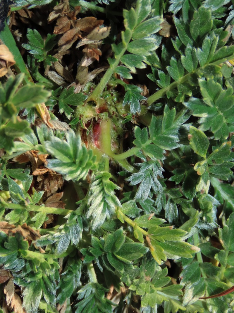 Acaena sericea photo 5