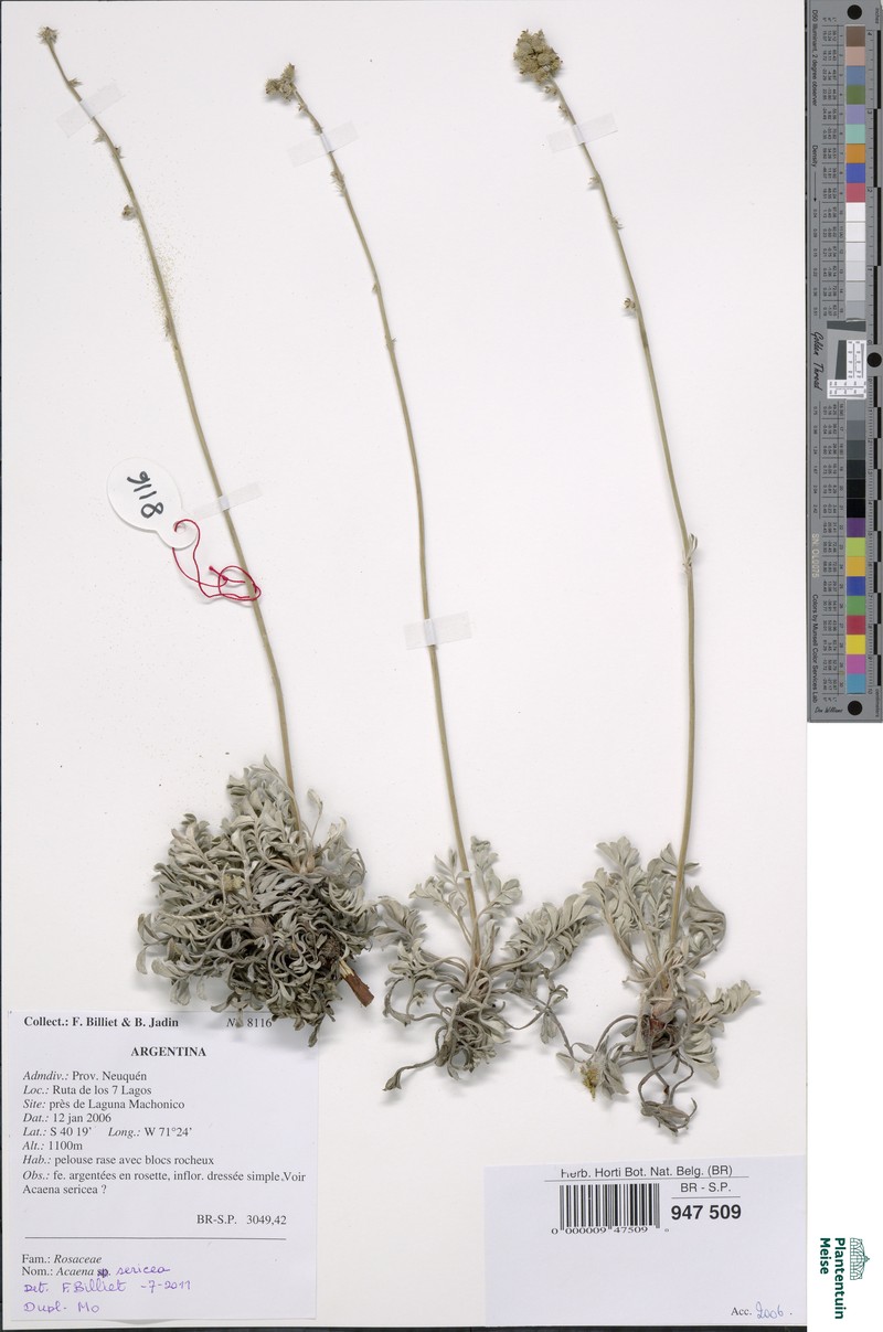 Acaena sericea photo 6