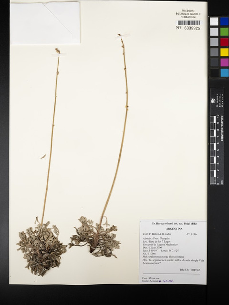 Acaena sericea photo 7