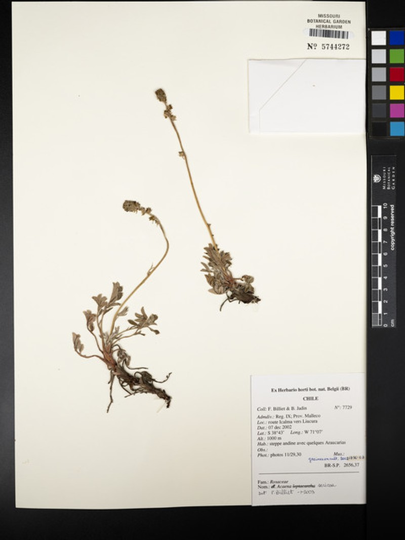Acaena sericea photo 8