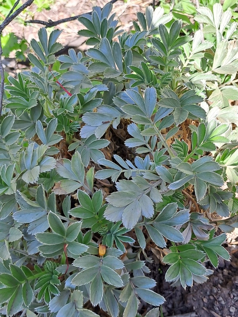 Acaena splendens