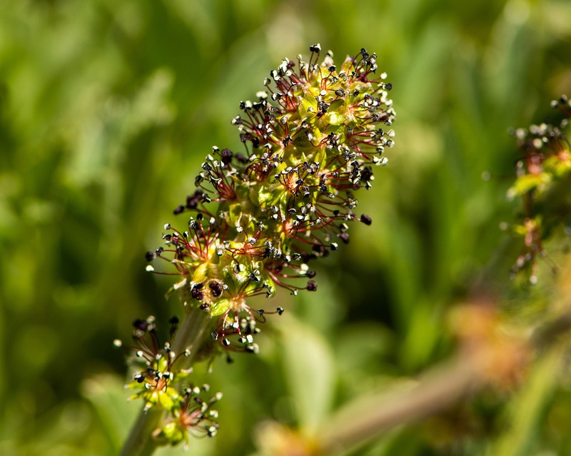 Acaena splendens photo 2