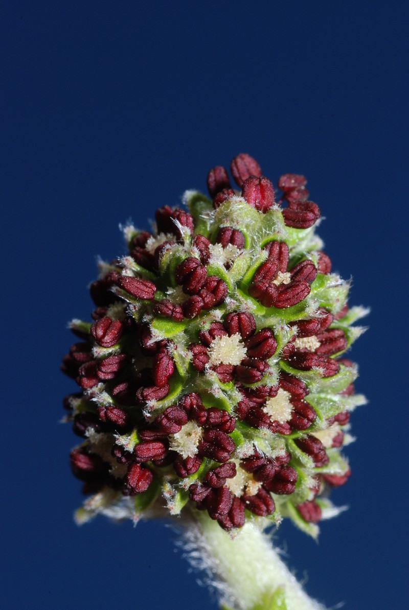 Acaena splendens photo 3
