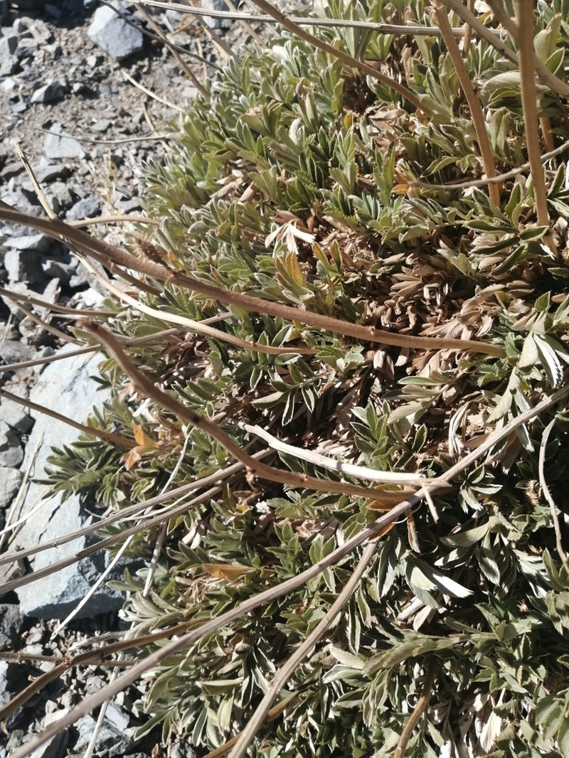 Acaena splendens photo 4