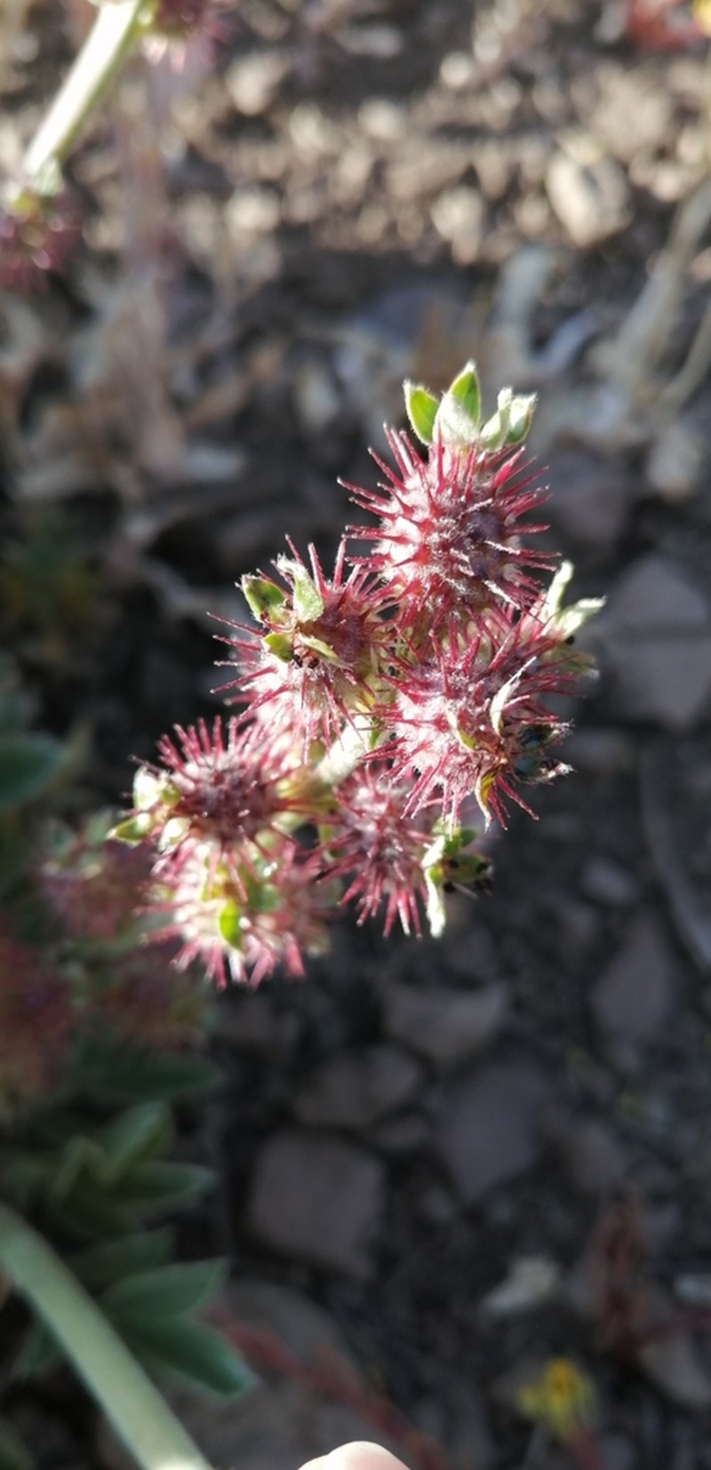 Acaena splendens photo 6