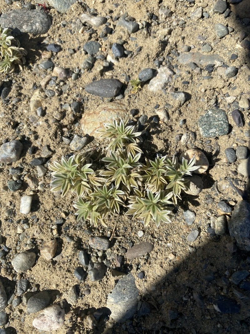 Acaena splendens photo 7
