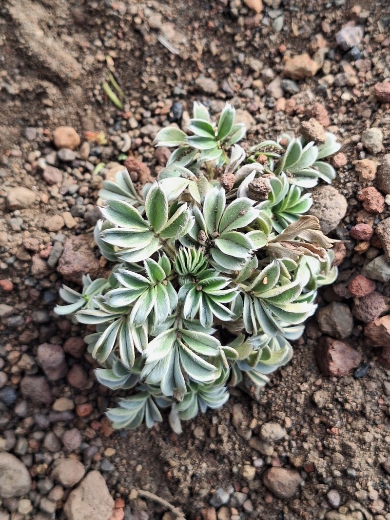 Acaena splendens photo 8