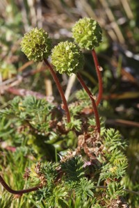 Acaena stangii