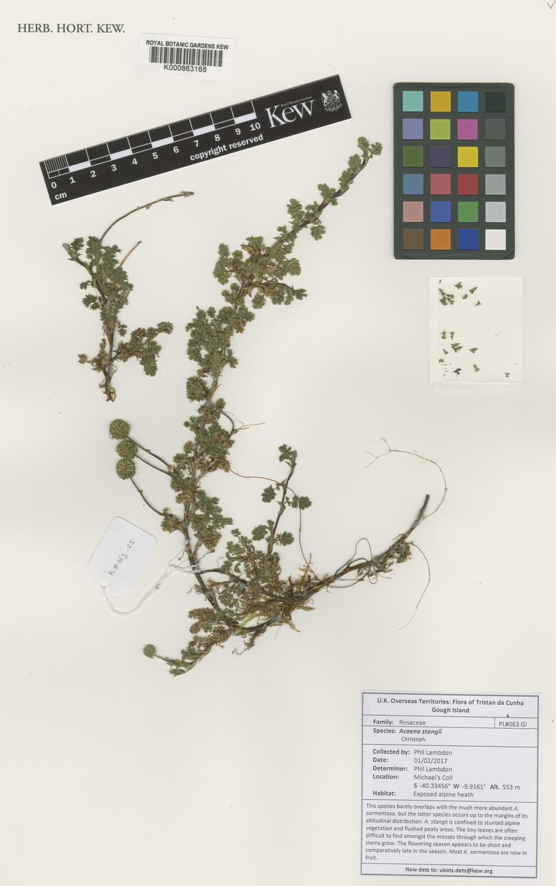 Acaena stangii photo 3