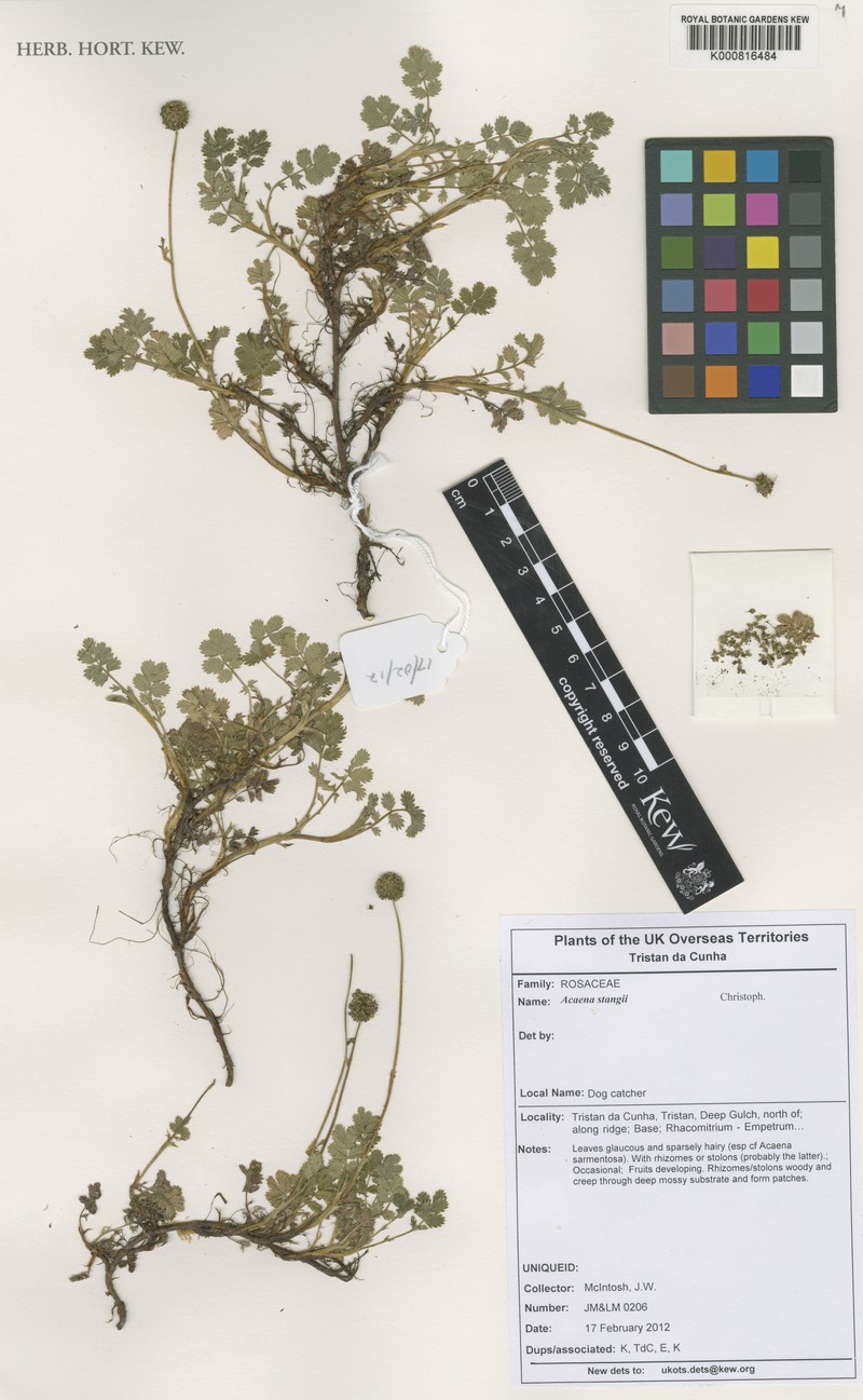 Acaena stangii photo 4