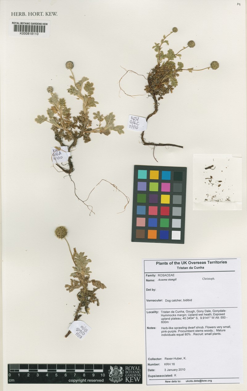Acaena stangii photo 5