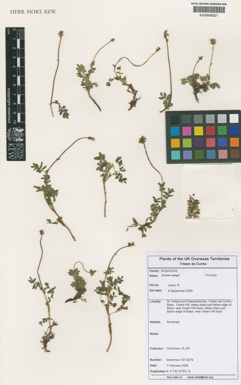 Acaena stangii photo 6