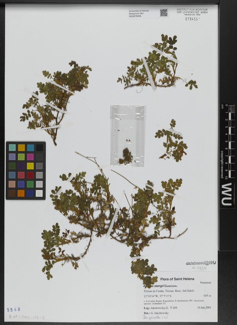 Acaena stangii photo 7