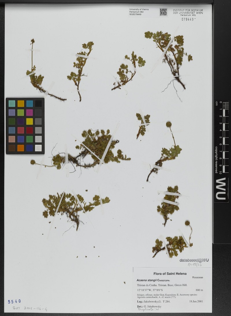 Acaena stangii photo 8