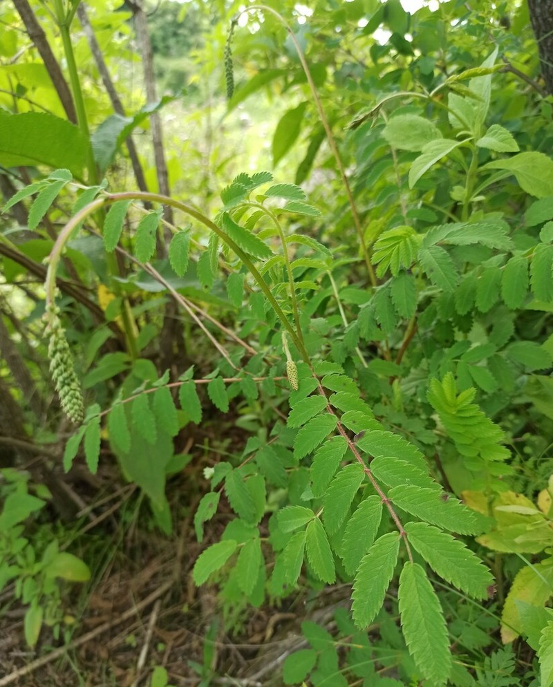 Acaena stricta