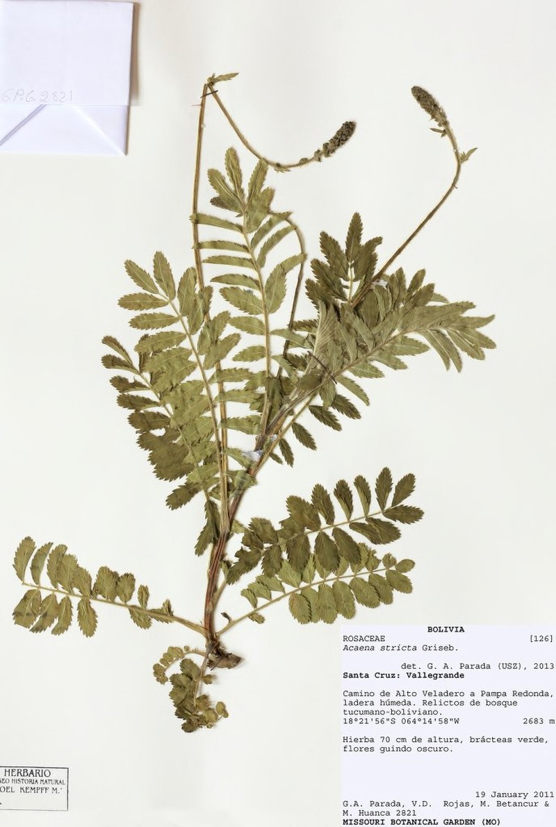 Acaena stricta photo 3