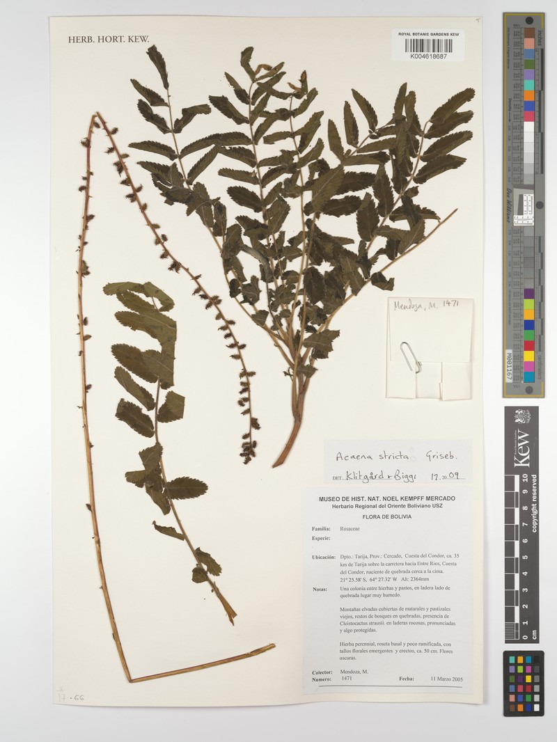 Acaena stricta photo 4