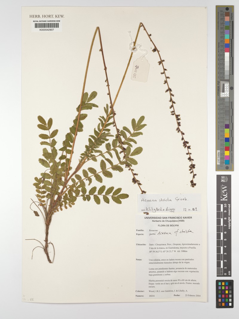 Acaena stricta photo 5
