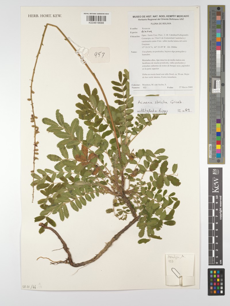 Acaena stricta photo 6