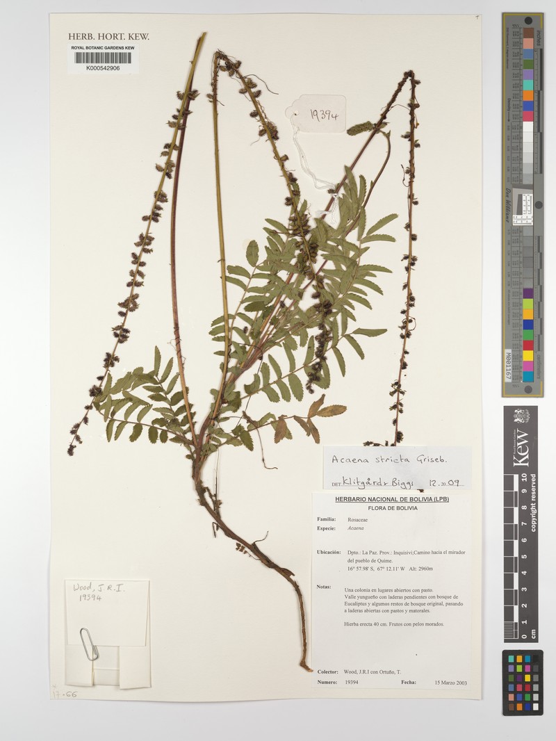 Acaena stricta photo 7