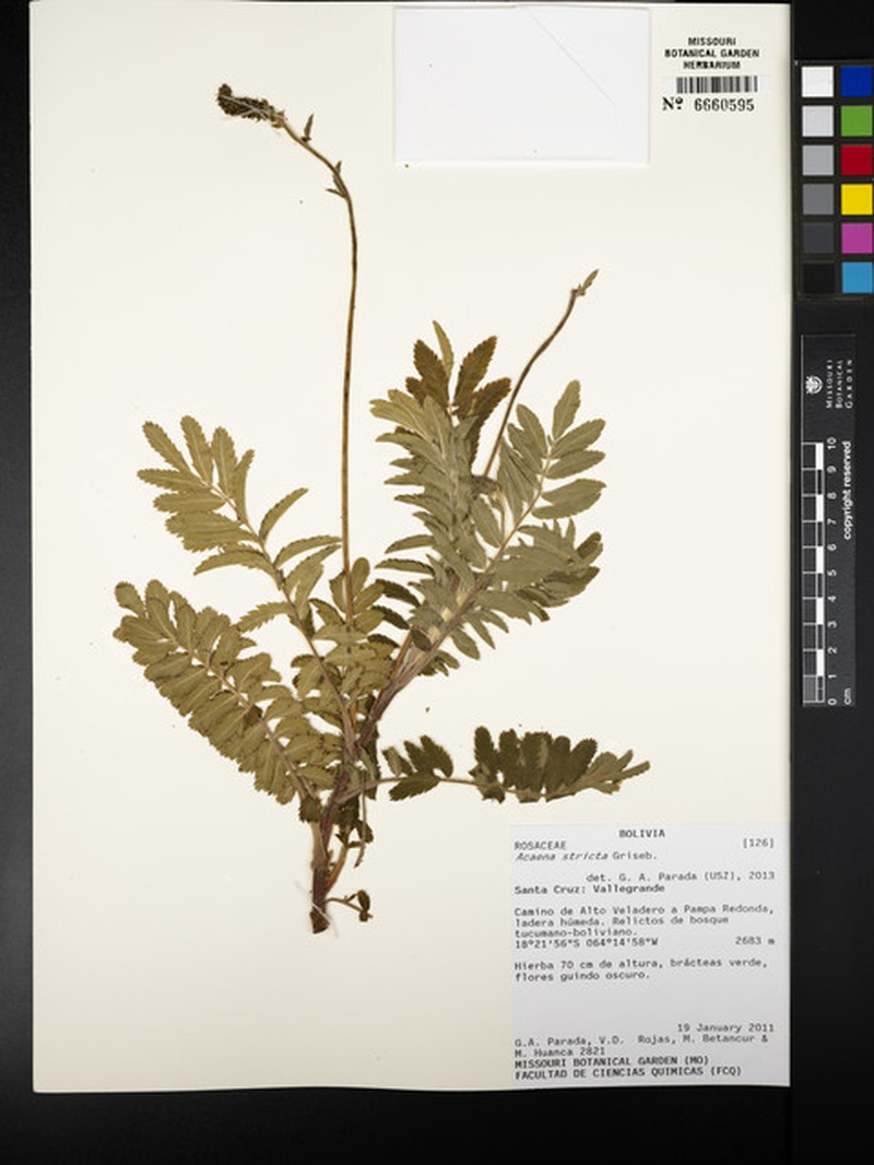 Acaena stricta photo 8