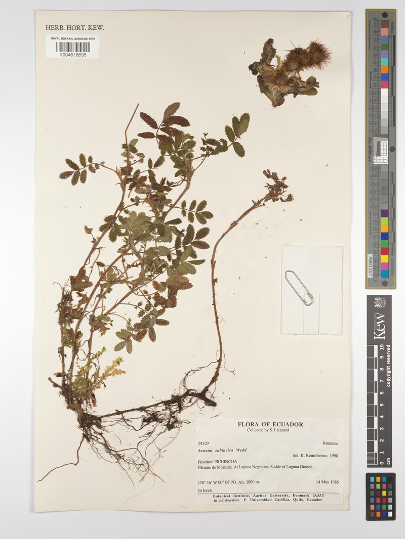 Acaena subincisa