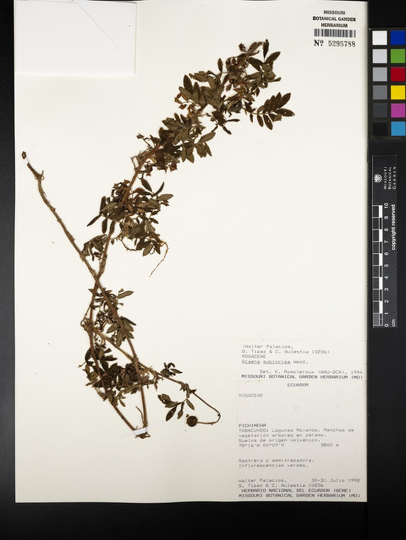 Acaena subincisa photo 2