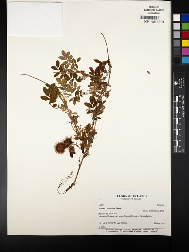 Acaena subincisa photo 3