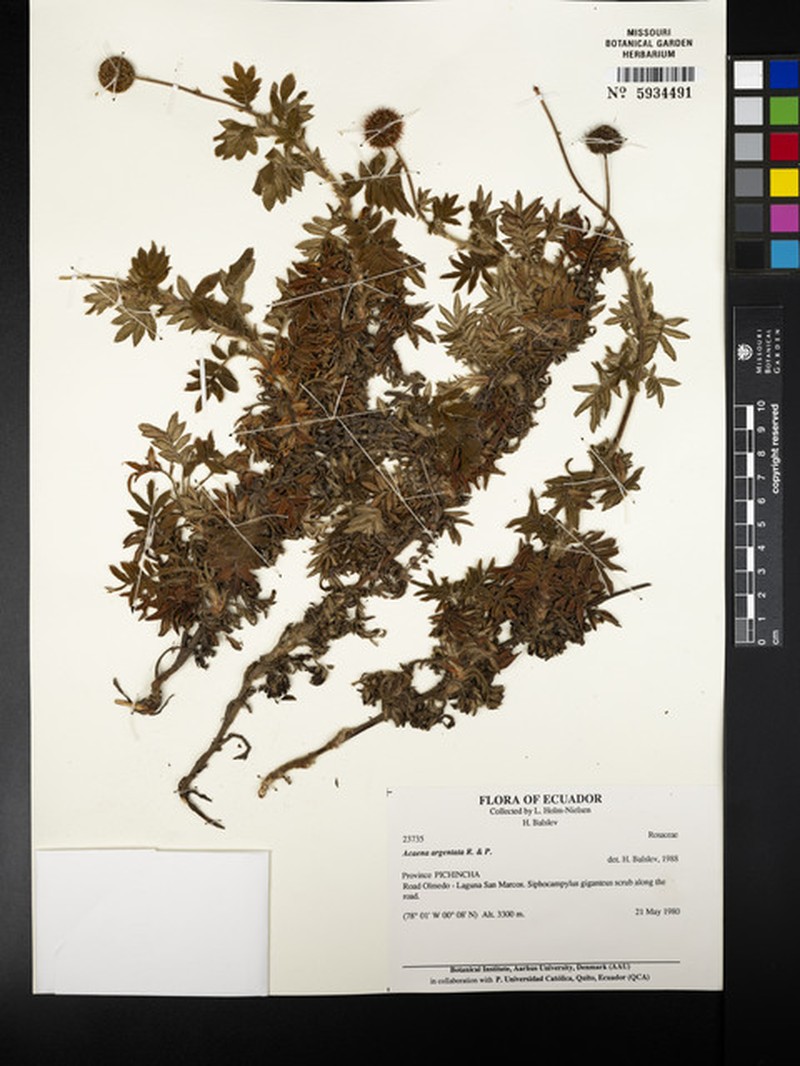 Acaena subincisa photo 4