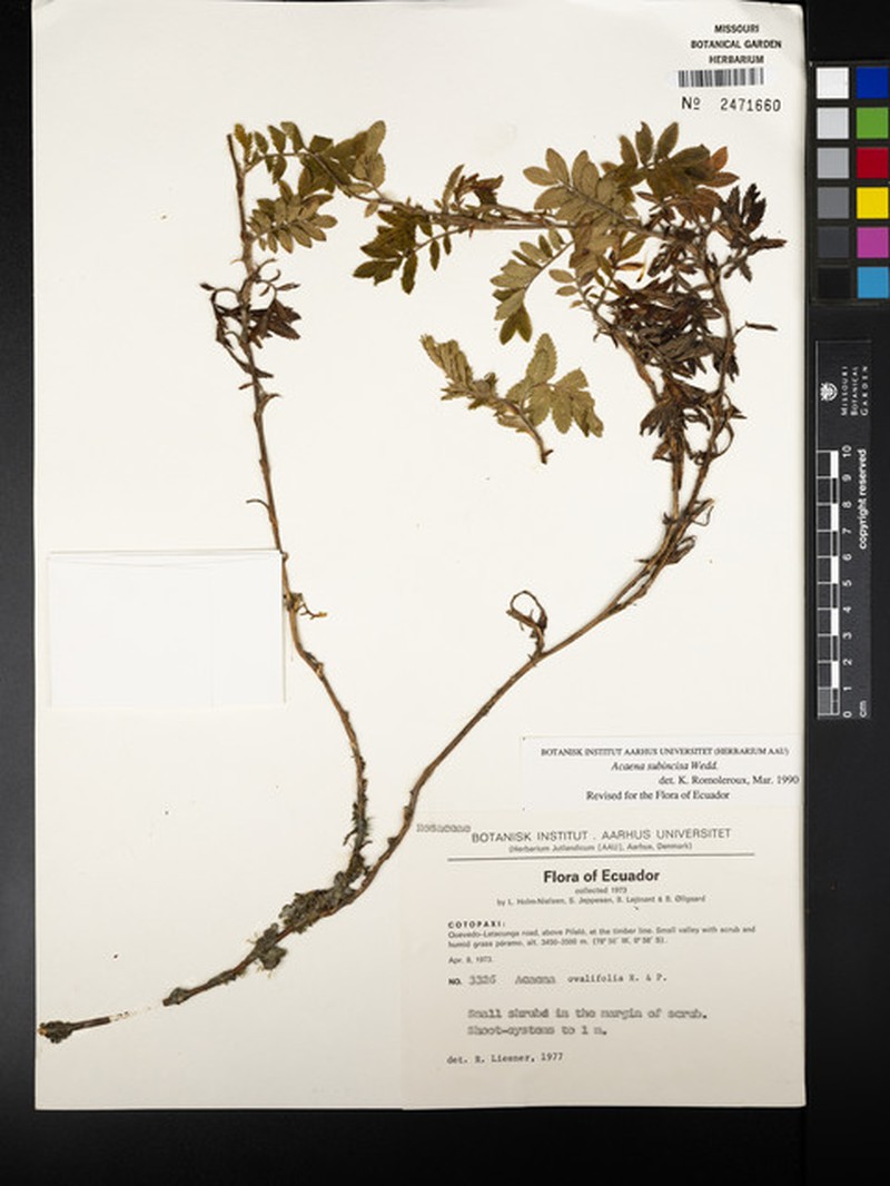Acaena subincisa photo 5