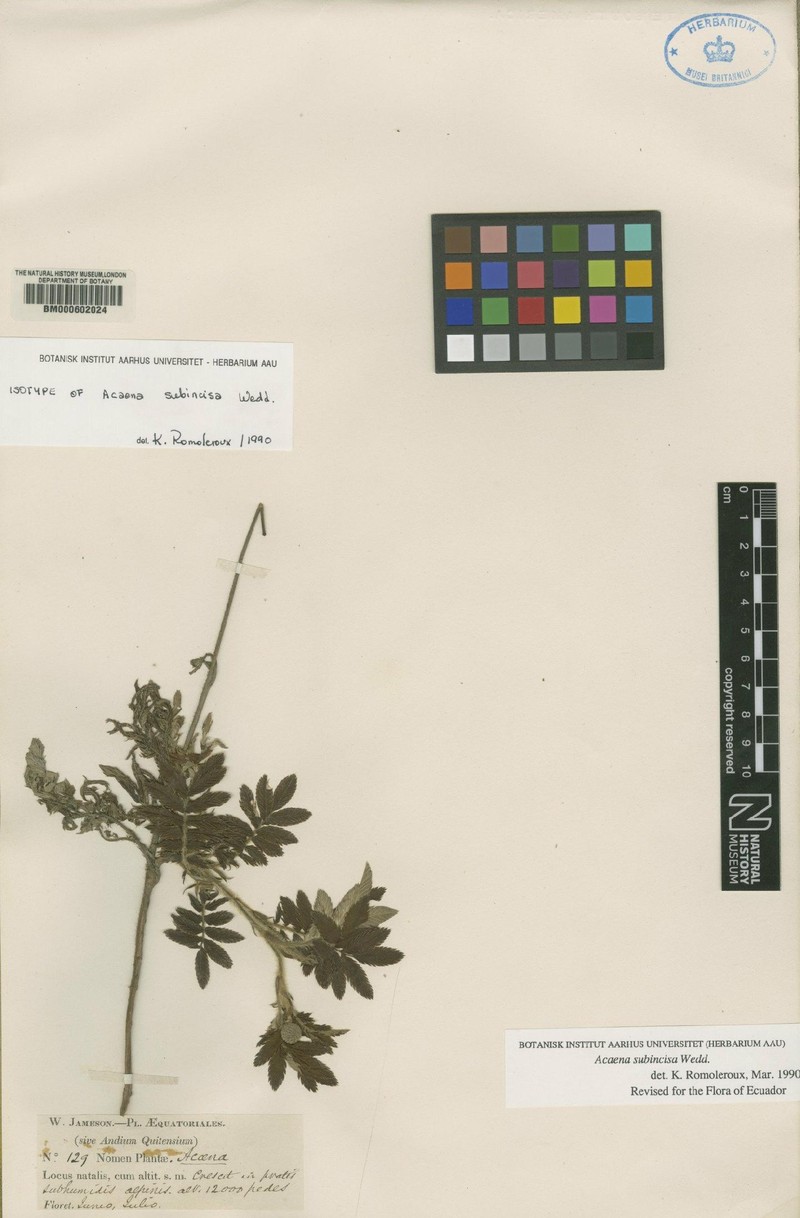 Acaena subincisa photo 6