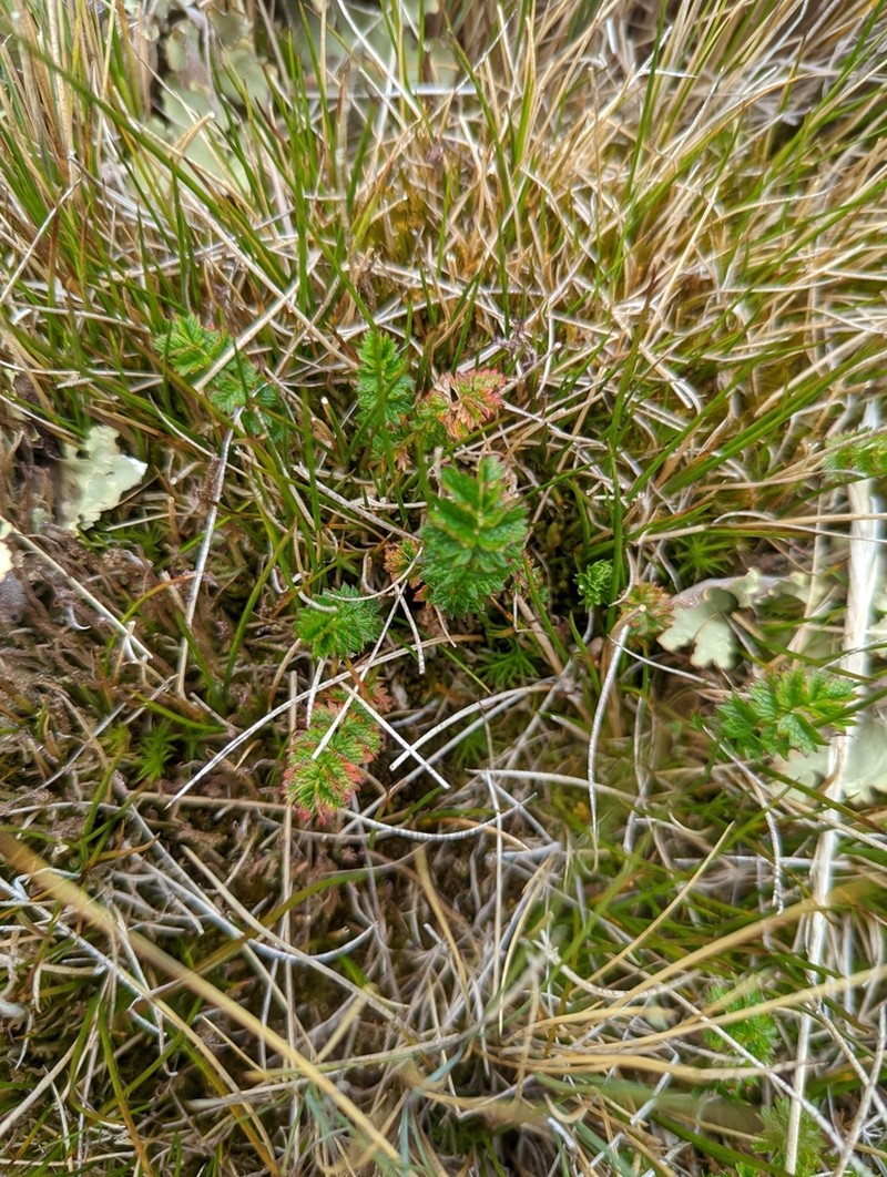 Acaena tenera