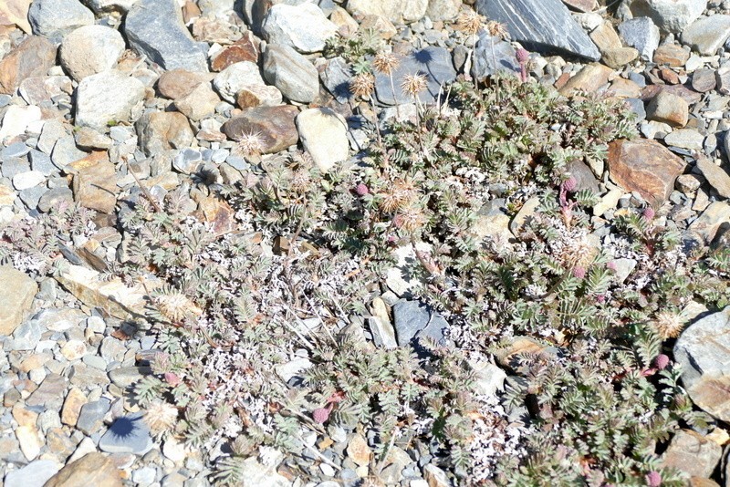 Acaena tenera photo 8