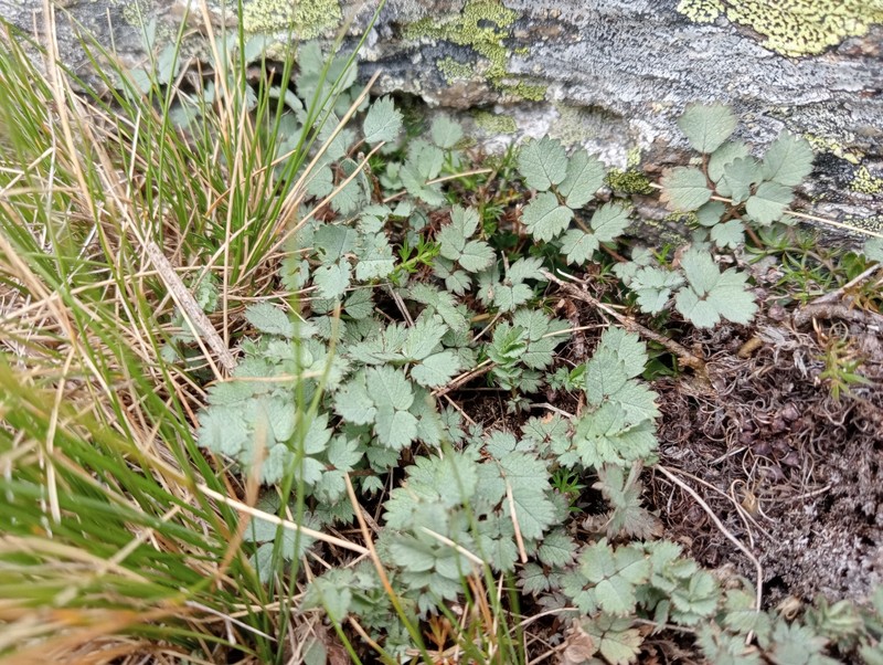 Acaena tesca