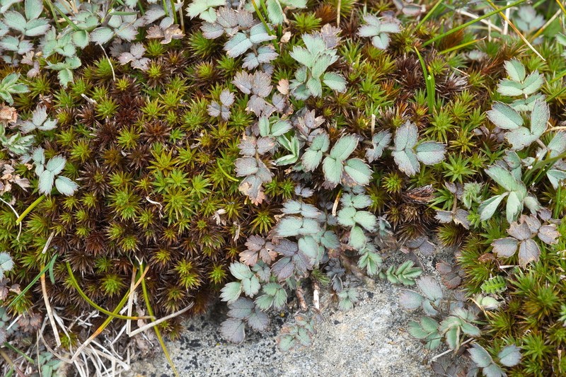 Acaena tesca photo 4