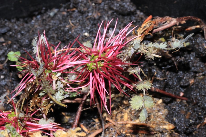 Acaena tesca photo 6