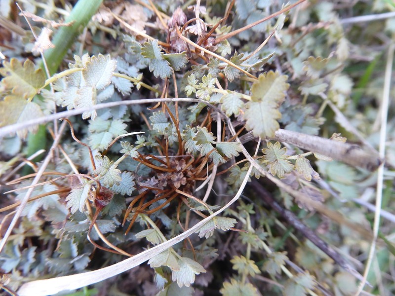 Acaena tesca photo 8