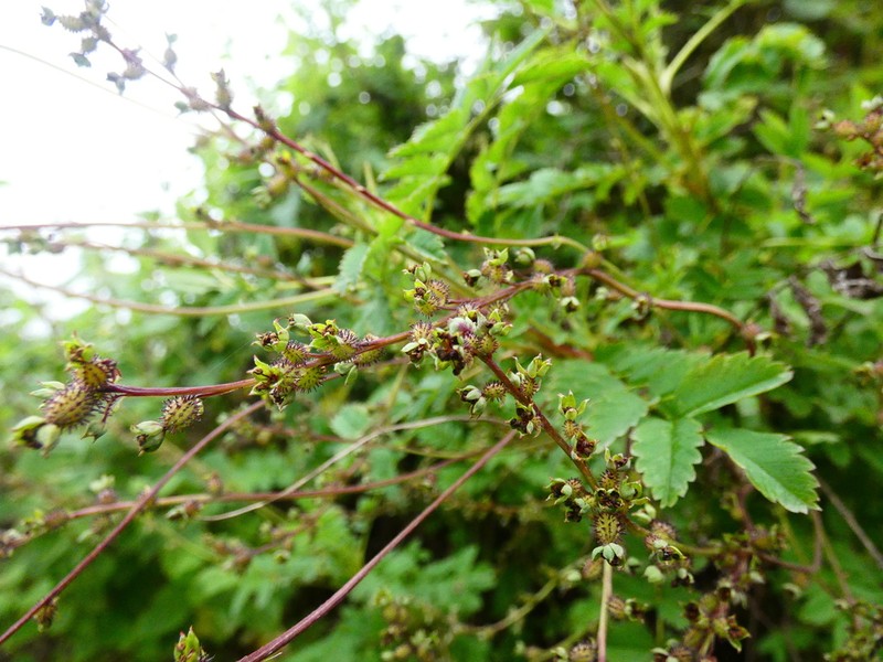 Acaena torilicarpa