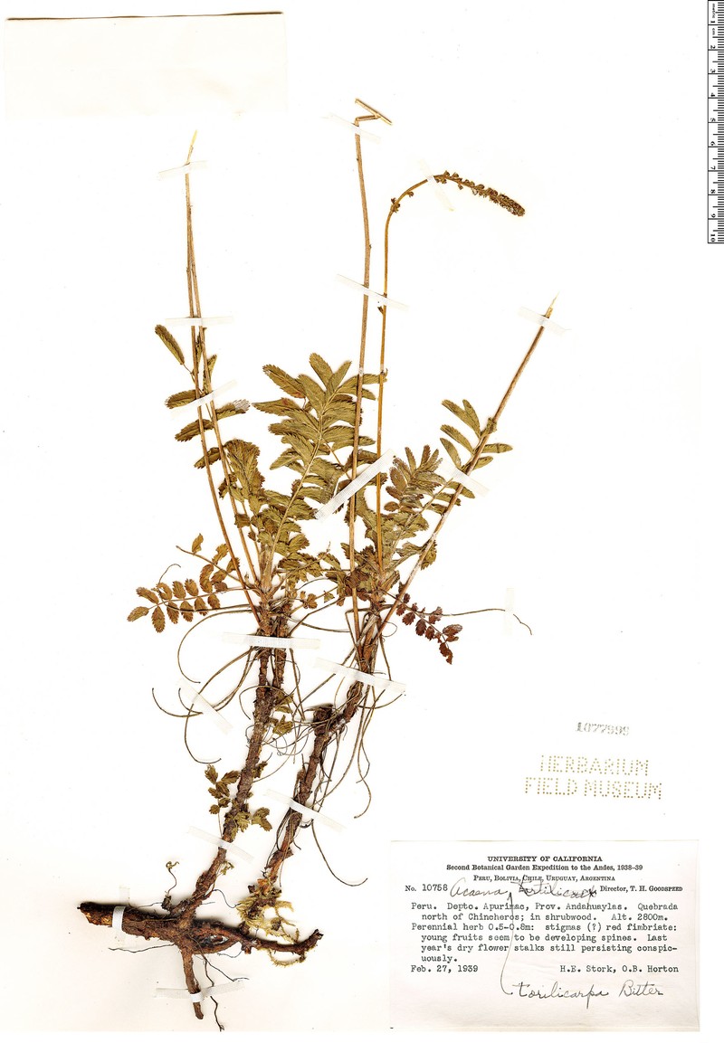 Acaena torilicarpa